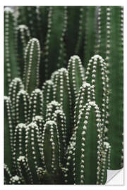 Sticker mural Cactus verts