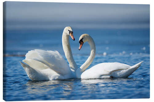 Canvas-taulu Romantic two swans