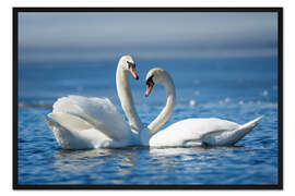 Gerahmter Kunstdruck Zwei romantische Schwäne