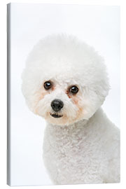 Canvas-taulu Portrait of a Bichon Frisé