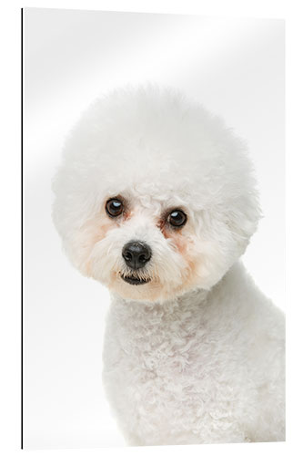 Gallery print Portrait of a Bichon Frisé