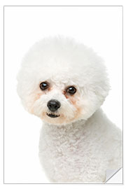 Muursticker Portrait of a Bichon Frisé