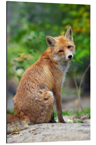 Aluminium print Portrait of a red fox