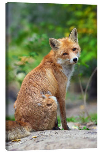 Canvas print Portrait of a red fox