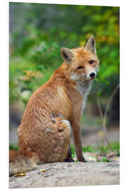 Foam board print Portrait of a red fox