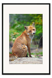 Gerahmter Kunstdruck Porträt eines roten Fuchses