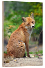 Wood print Portrait of a red fox