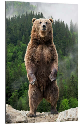 Aluminium print Big Brown Bear Standing on his Hind Legs