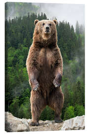 Canvastavla  Big brown bear standing on his hind legs
