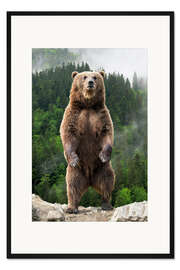 Gerahmter Kunstdruck Großer Braunbär