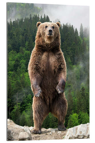 Galleriprint Big brown bear standing on his hind legs