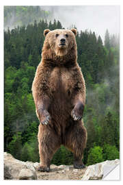 Naklejka na ścianę Big brown bear standing on his hind legs