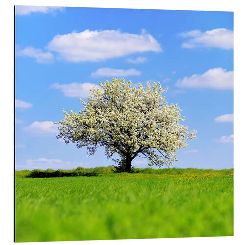 Stampa su alluminio Albero in fiore in primavera