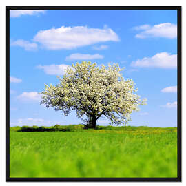 Gerahmter Kunstdruck Blühender Baum im Frühling