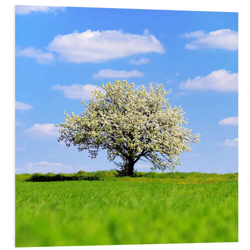 PVC-taulu Blossoming tree in spring