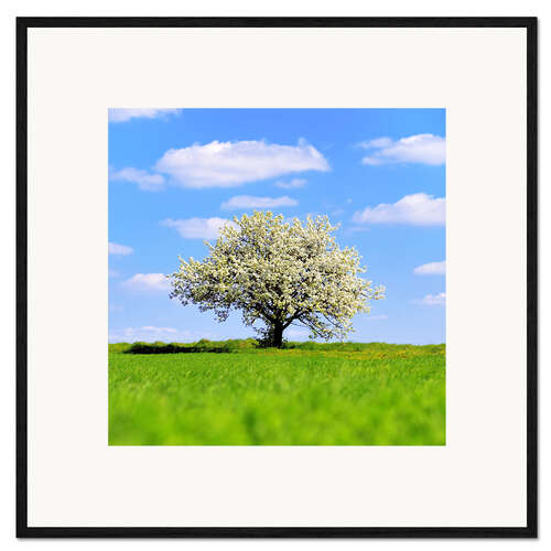 Framed art print Blossoming tree in spring