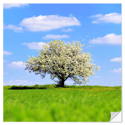 Självhäftande poster Blossoming tree in spring