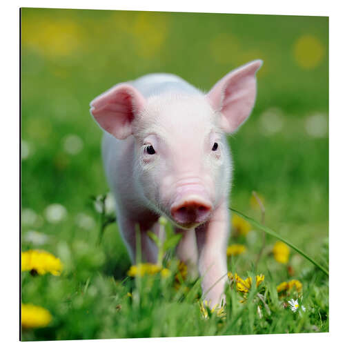 Aluminium print Piglets in a meadow