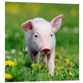 Foam board print Piglets in a meadow