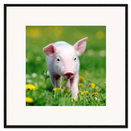 Framed art print Piglets in a meadow