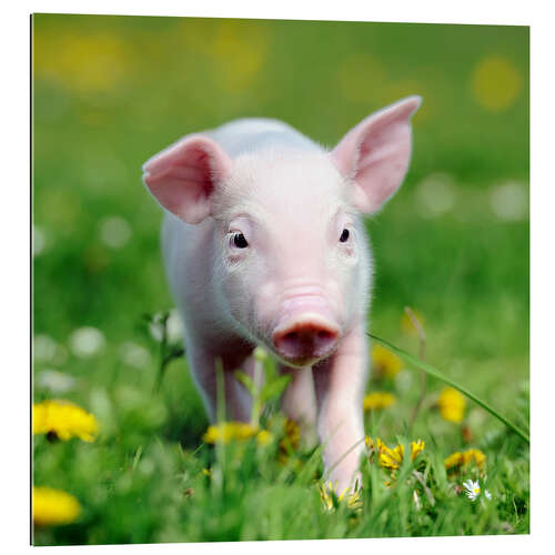 Gallery print Piglets in a meadow