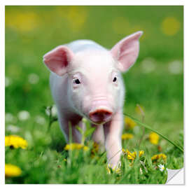 Självhäftande poster Piglets in a meadow