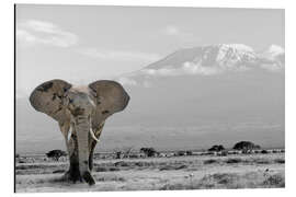 Aluminiumtavla An elephant in front of Kilimanjaro