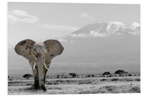 Foam board print An elephant in front of Kilimanjaro