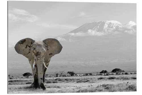 Gallery print An elephant in front of Kilimanjaro