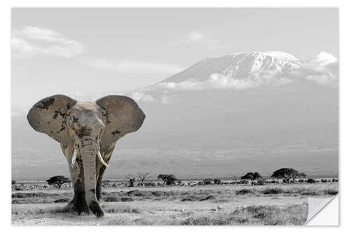 Naklejka na ścianę An elephant in front of Kilimanjaro