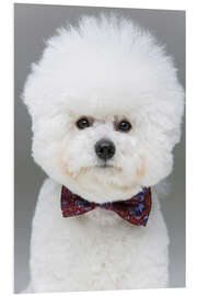 Foam board print Bichon Frisé with bow tie