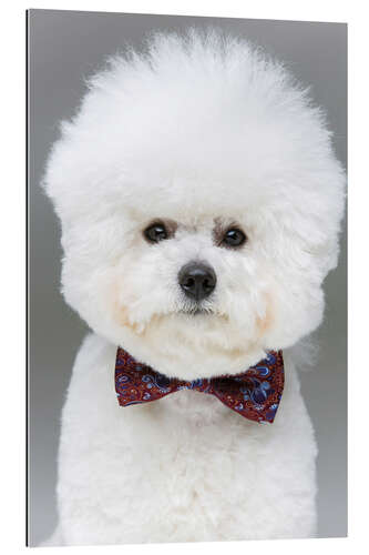 Gallery print Bichon Frisé with bow tie