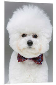 Galleriprint Bichon Frisé with bow tie