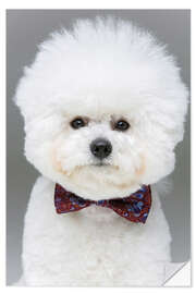 Muursticker Bichon Frisé with bow tie