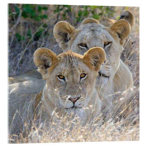 Acrylglas print A pride of lions on the grasslands