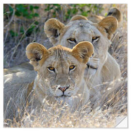 Selvklebende plakat A pride of lions on the grasslands