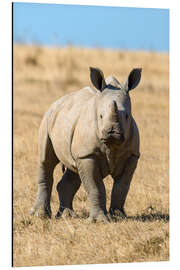 Aluminium print rhino baby