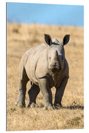 Gallery print rhino baby