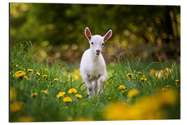 Aluminium print baby white goat