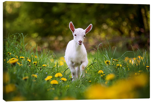 Lerretsbilde baby white goat