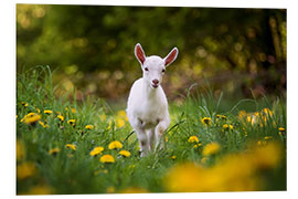 Foam board print baby white goat