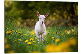 Gallery print baby white goat