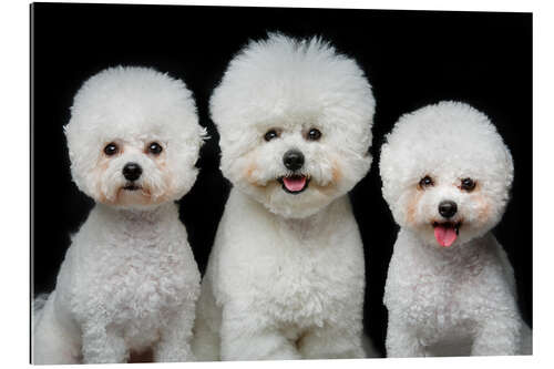 Galleriprint Bichon Frisé puppy