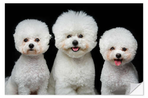 Sticker mural Chiots bichons frisés