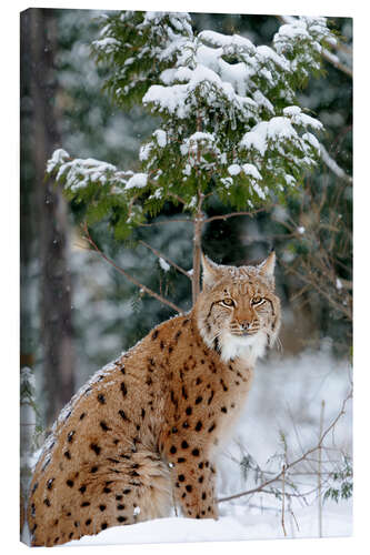 Stampa su tela Lince eurasiatica nella foresta