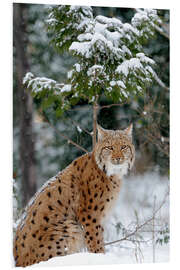 Quadro em PVC Eurasian lynx in the forest