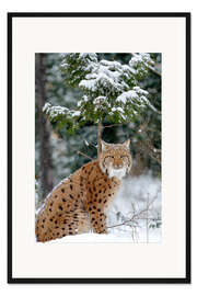 Gerahmter Kunstdruck Eurasischer Luchs im Wald