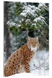 Galleritryck Eurasian lynx in the forest