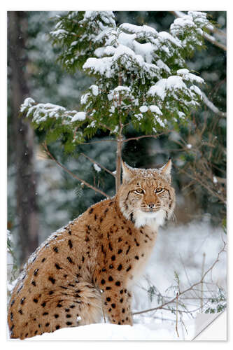 Selvklebende plakat Eurasian lynx in the forest