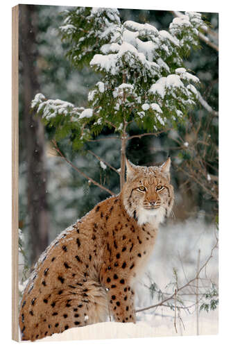 Tableau en bois Lynx boréal dans la forêt